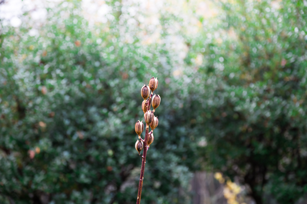 なんかの植物