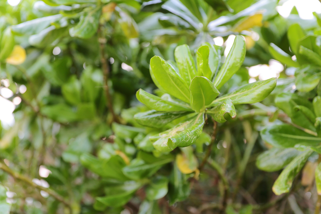 沖縄で見かけた植物