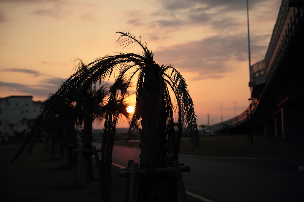 夕日とヤシの木