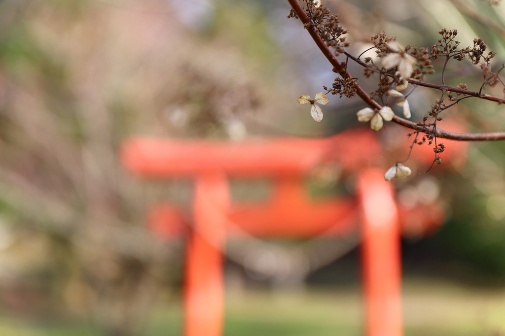 枯れた花