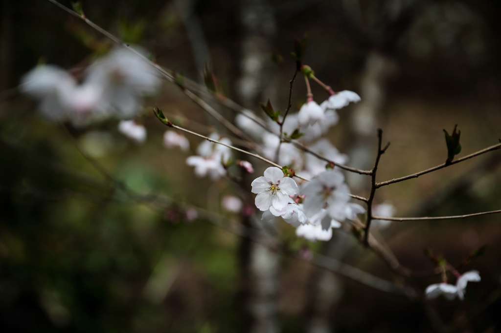 SAKURA