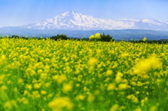 菜の花と鳥海山