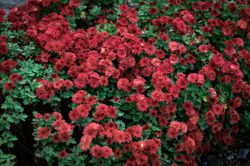 赤い菊