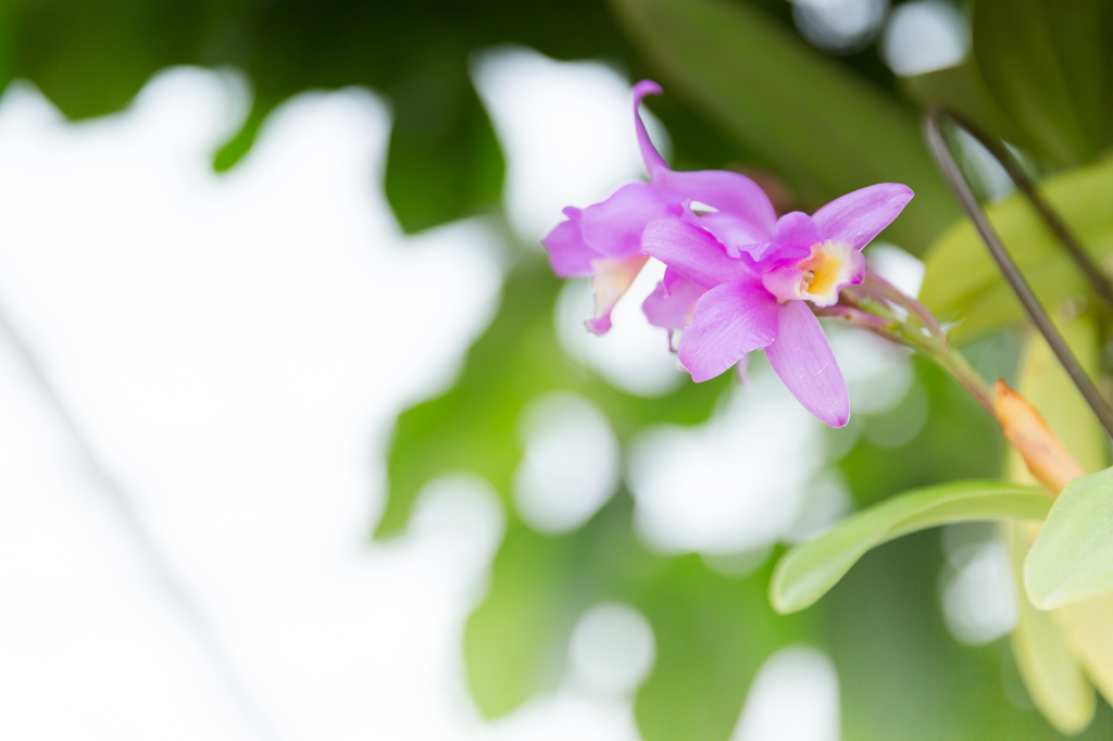 紫の花