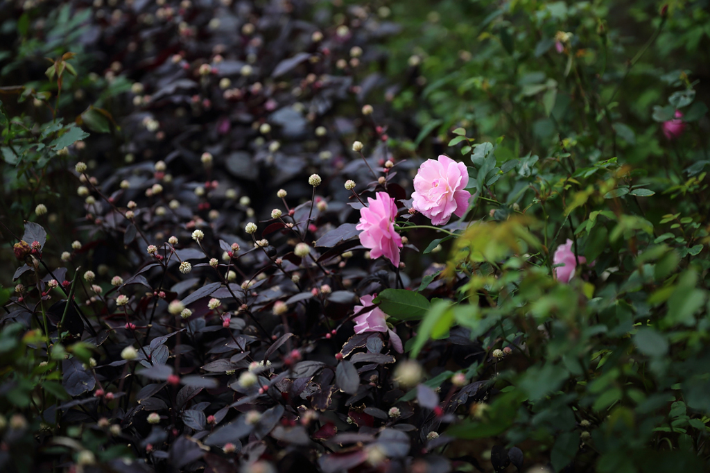 Pink flowers