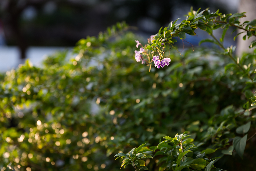 紫の花