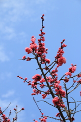 空と梅