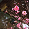 神社にも春