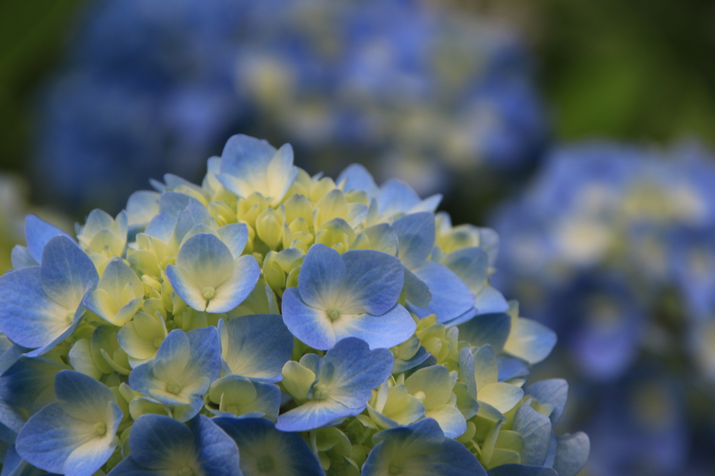 紫陽花
