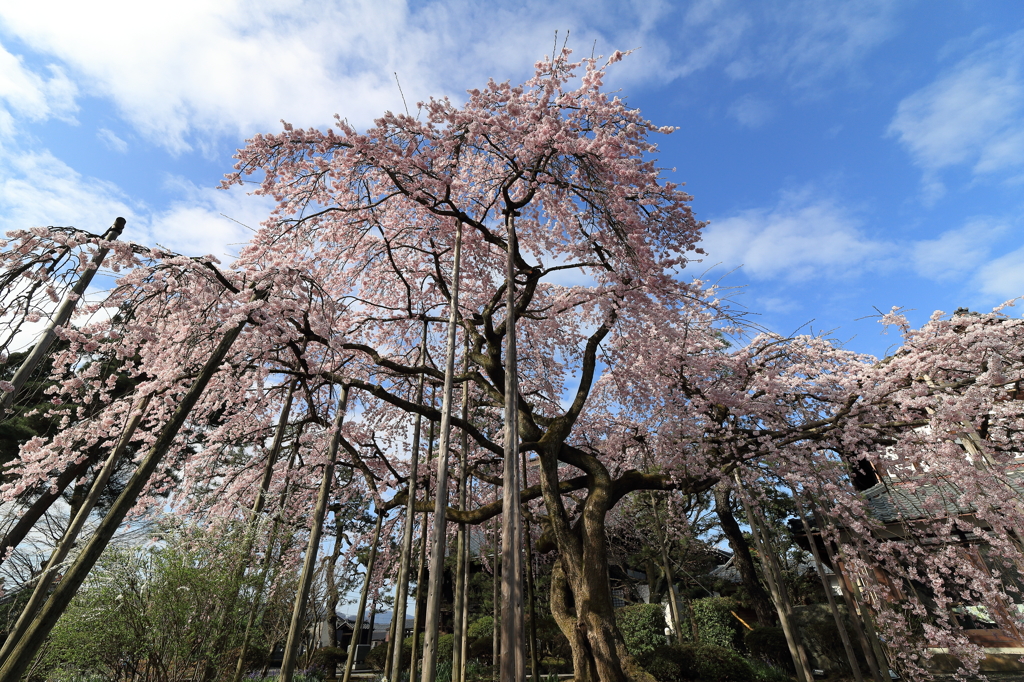 大宝寺のしだれ桜