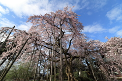 大宝寺のしだれ桜