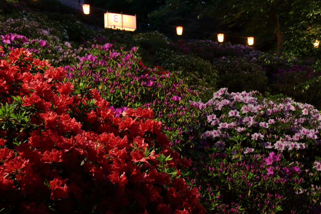 夜に咲く