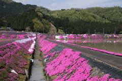 田んぼにも春