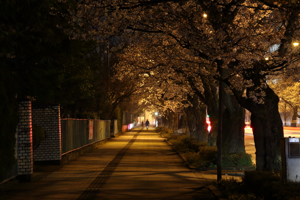 桜トンネンル