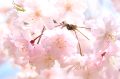 もこもこ