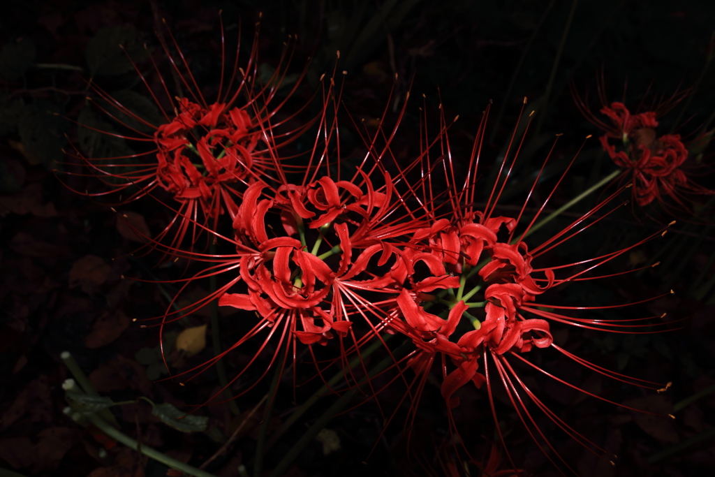 花火