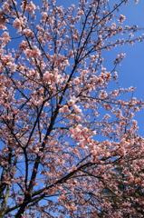 咲き競う