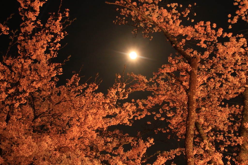 月夜　その２
