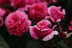 Red Rose