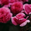 Red Rose