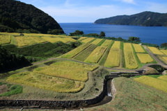 田烏（たがらす）の棚田