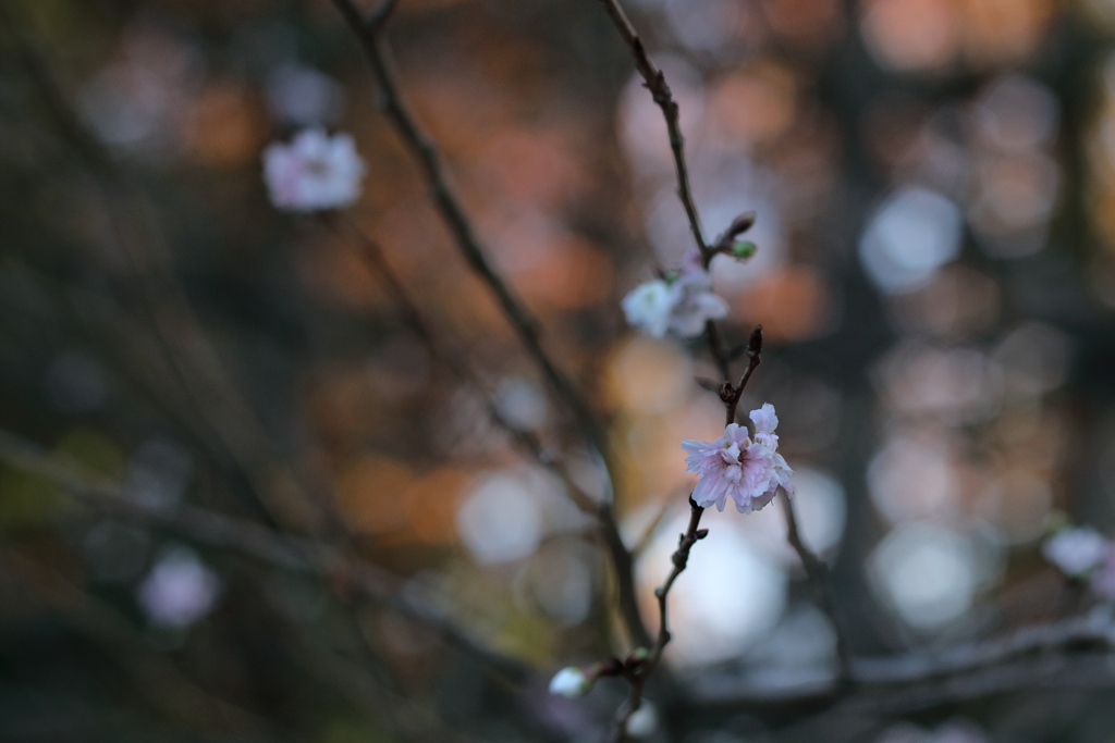 １０月桜