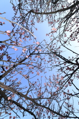 見上げると・・。