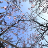 見上げると・・。