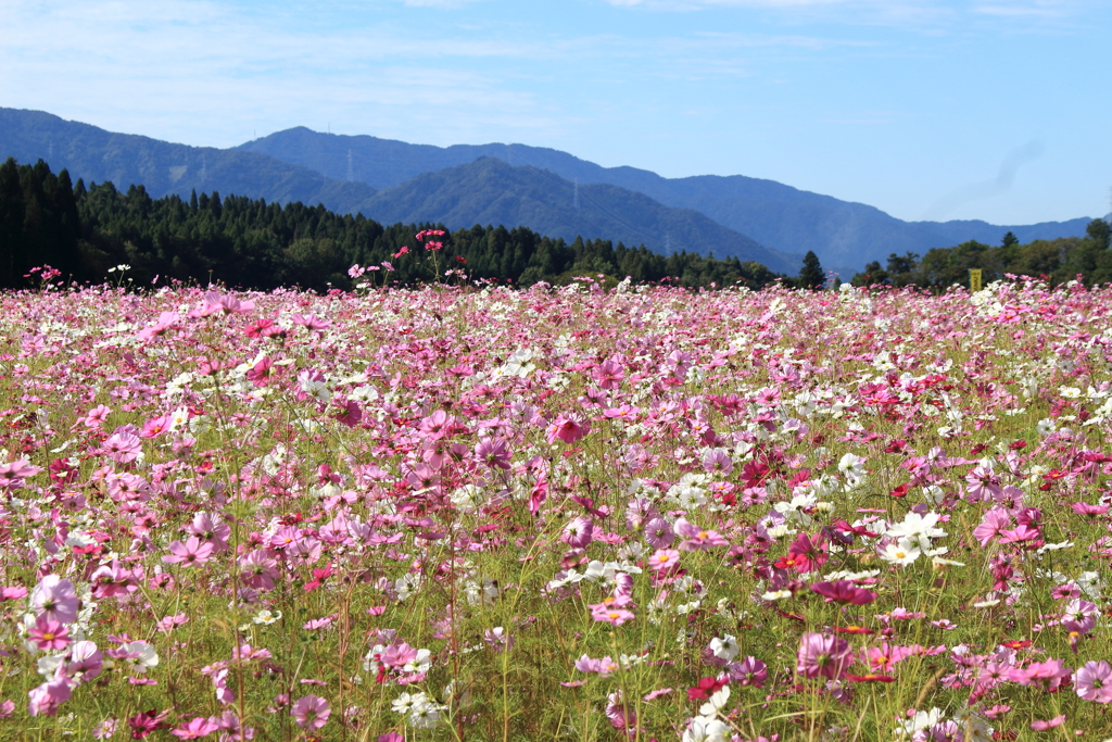 秋晴れに秋桜