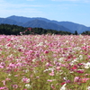 秋晴れに秋桜