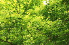 緑につつまれて！！