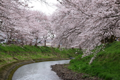 桜のトンネル