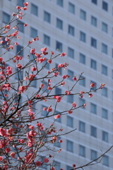 春を纏う