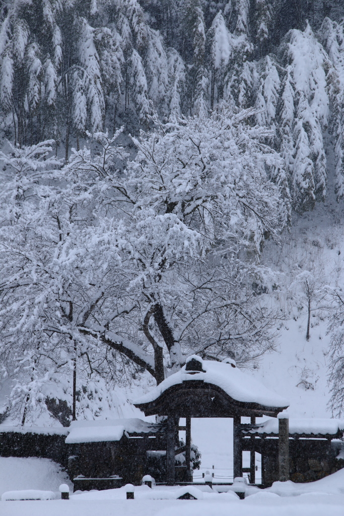 雪降る中