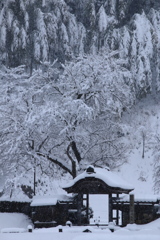 雪降る中