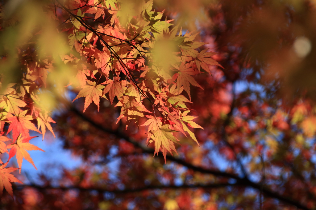 紅葉 2021
