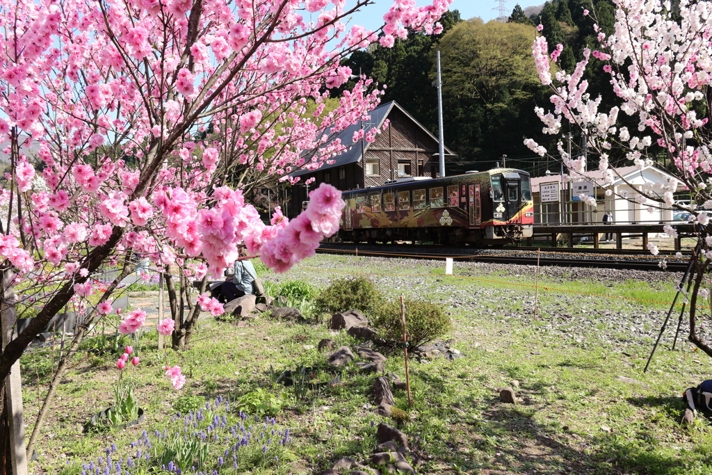 花見シーズン真っ盛り