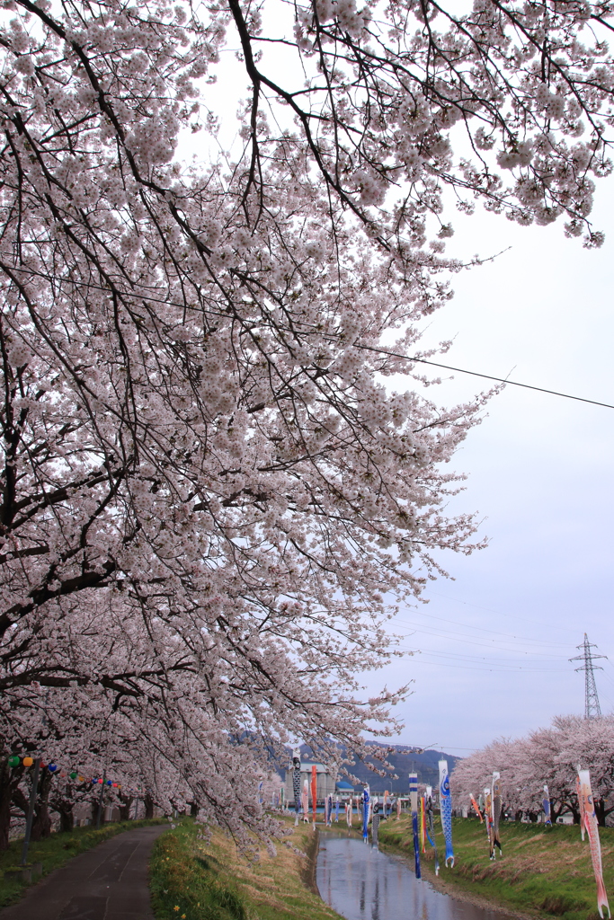 桜並木