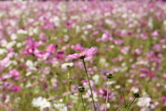 秋桜