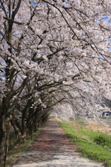 桜トンネル