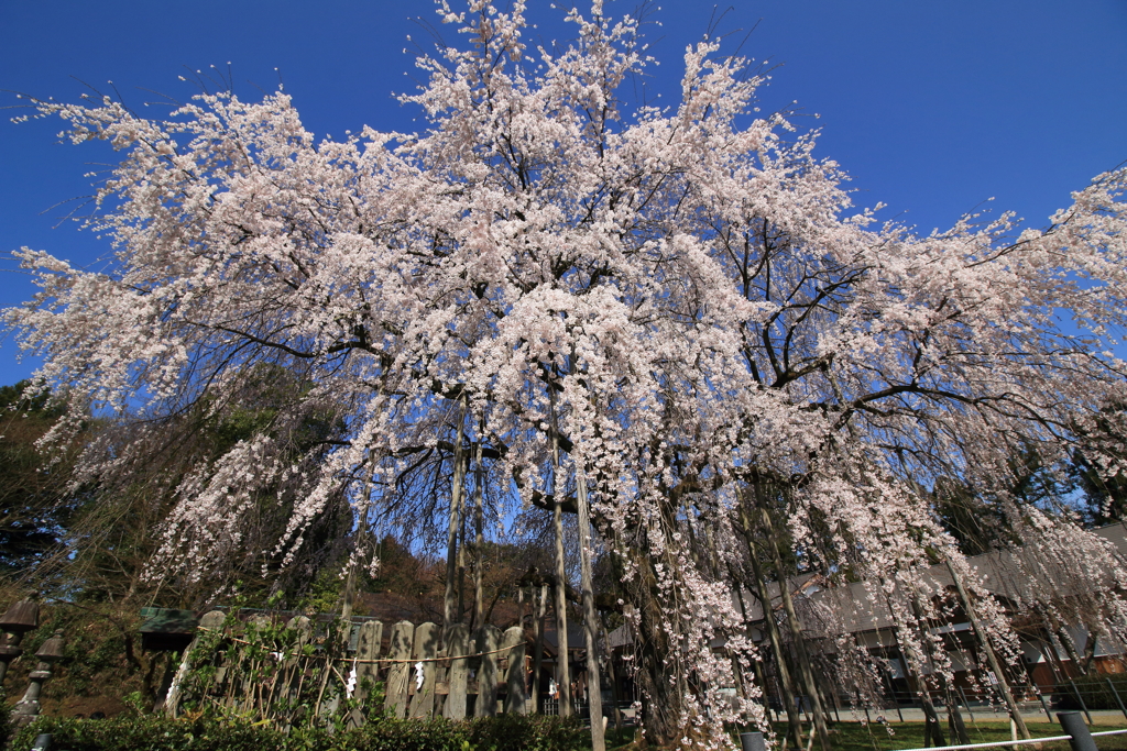 枝垂桜