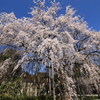 枝垂桜