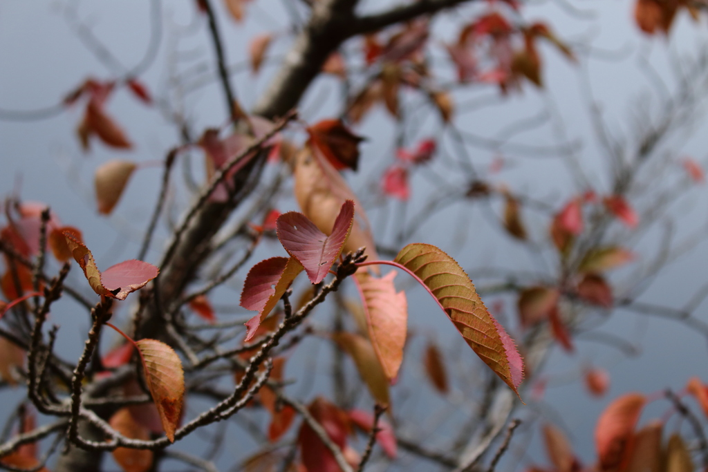 秋の桜