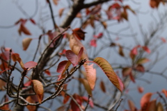 秋の桜