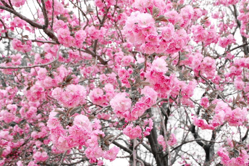 山桜