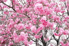 山桜
