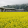 将来は・・・。