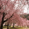 枝垂桜４