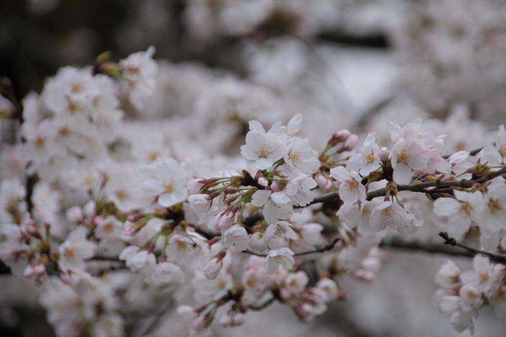 3月に開花