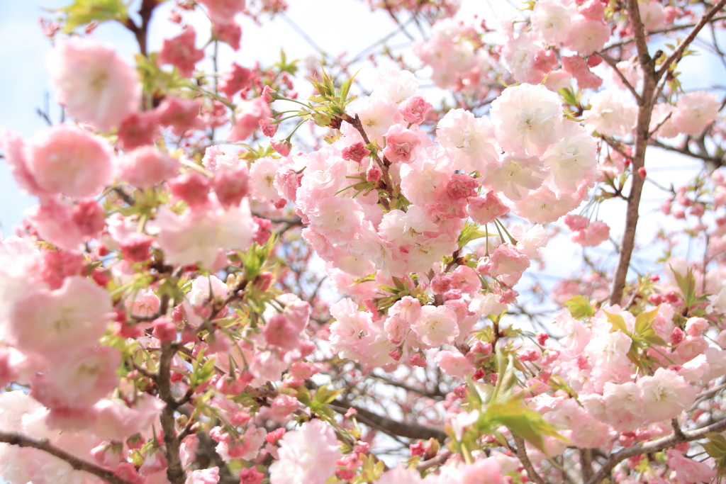 桜花爛漫